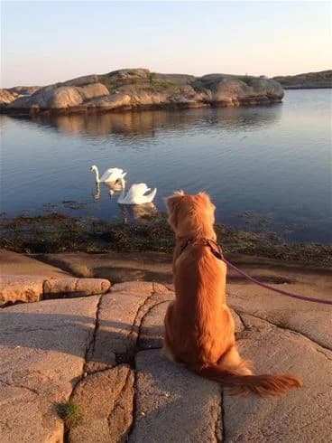 En hund står vid strandkanten av en sjö i solnedgången, omgiven av lugnt vatten och skymningsljus, vid Wiggersviks camping.