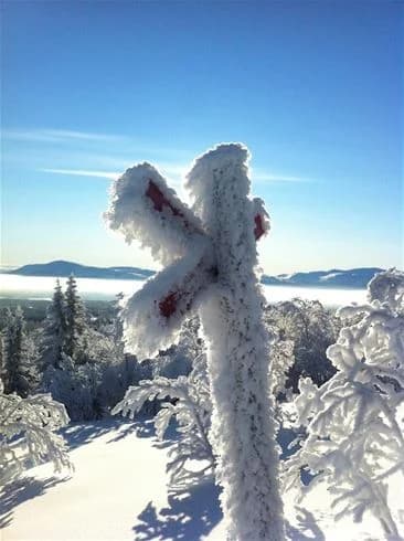 En vinterbild av Vålågårdens Värdshus & Camping med snötäckta träd och mark under en klarblå himmel. Frostiga grenar och vintergröna träd ramar in landskapet.