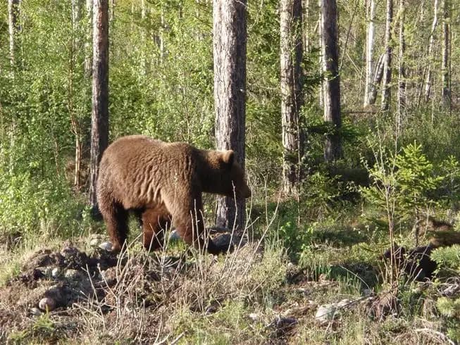 En brun björn står i skogens vildmark nära en trädstam i närheten av Svegs camping, omgiven av tät växtlighet.