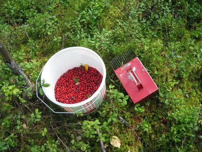 Bild av röda bär på Svegs camping, med inslag av tranbär och körsbär, som fångar platsens naturliga skönhet och erbjuder en inbjudande känsla av mat och natur.
