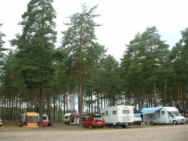 En naturcampingplats med husvagnar parkerade under skuggande tallar och granar, omgiven av grönska.