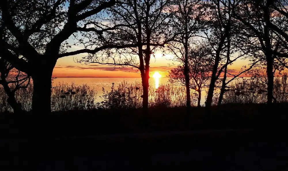 Solnedgång över Kneippbyn Resort Visby med silhuetter av trädgrenar mot en himmel i orange och gult.