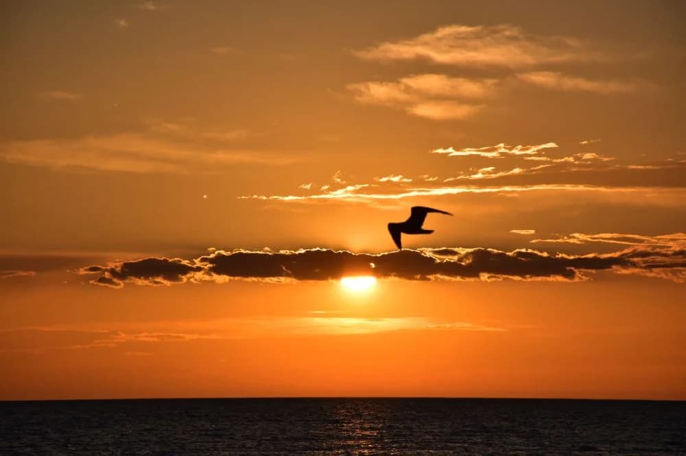 En solnedgång över Kneippbyn Resort Visby, där en sjöfågel flyger mot horisonten i ett orange och rosa sken.