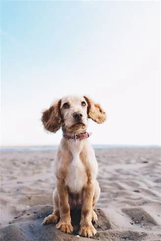 En cocker spaniel-hundvalp med sandig päls leker på en strand nära Kalmar camping - Rafshagsudden, med havet i bakgrunden.