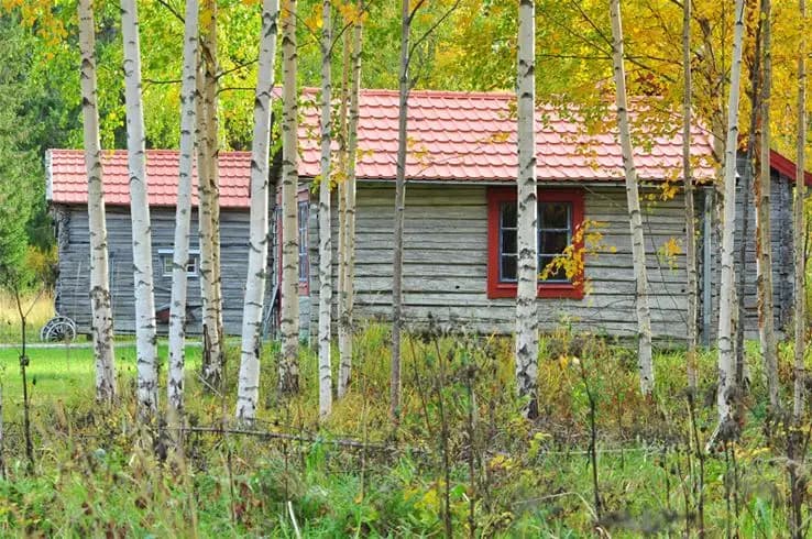 En grönskande lantlig scen med ett enkelt träfärgat hus omgivet av frodig natur och träd, fångar den fridfulla atmosfären vid Camp Viking.