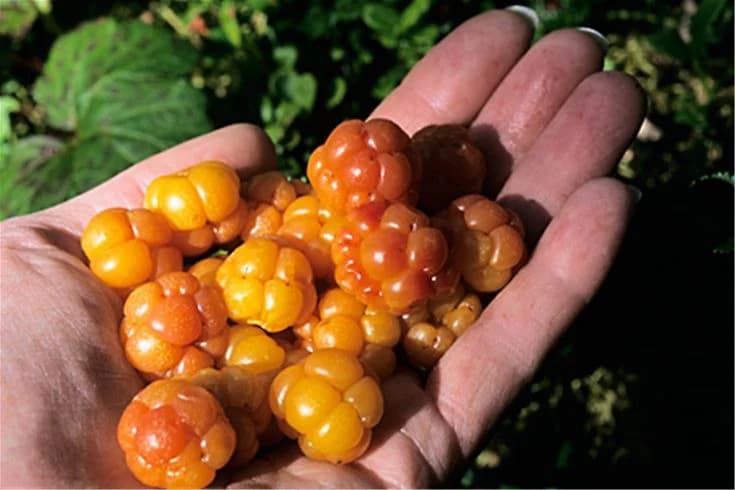 En närbild av färska hjortron på Åre Camping, omgivna av gröna blad. 