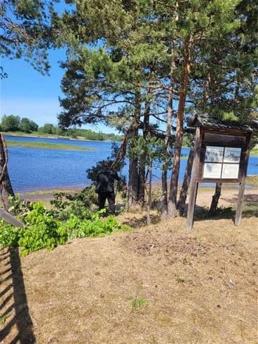 En vacker vy över en lugn strand vid Älvkarleby Fiskecamping, med klart vatten omgivet av grönskande växtlighet och en rofylld atmosfär för avkoppling och rekreation.