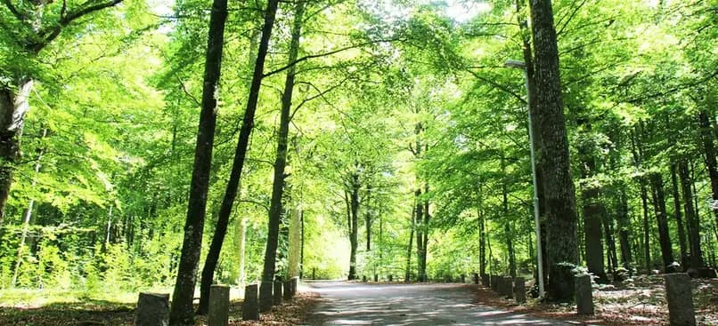 Bilden visar en lummig skogsmiljö vid Evedals camping, med gröna löv och trädgrenar i förgrunden, omgivna av tät vegetation.