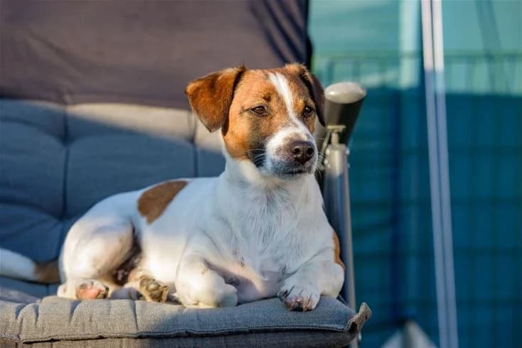 En liten terrierhund sitter på en gräsmatta vid Gröndals camping och stugor, omgiven av somrig natur.