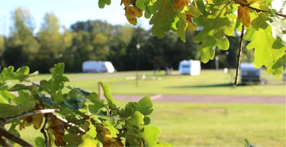 En grönskande campingplats med träd och rymliga gräsmattor. På platsen finns picknickbord utspridda, perfekt för avkoppling och rekreation.