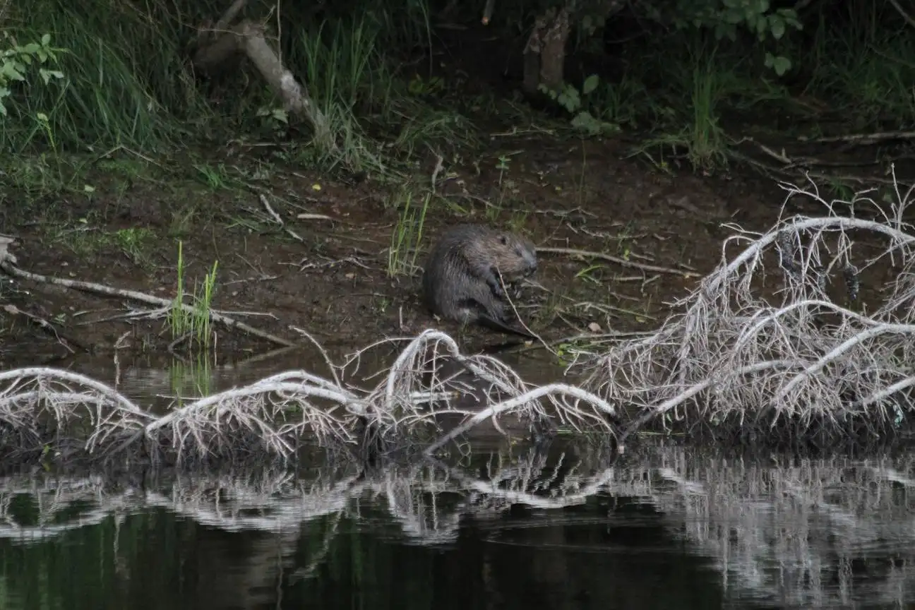 En sumpig naturreservat med vildliv som inkluderar en gnagare vid vattnet omgiven av tät vegetation.