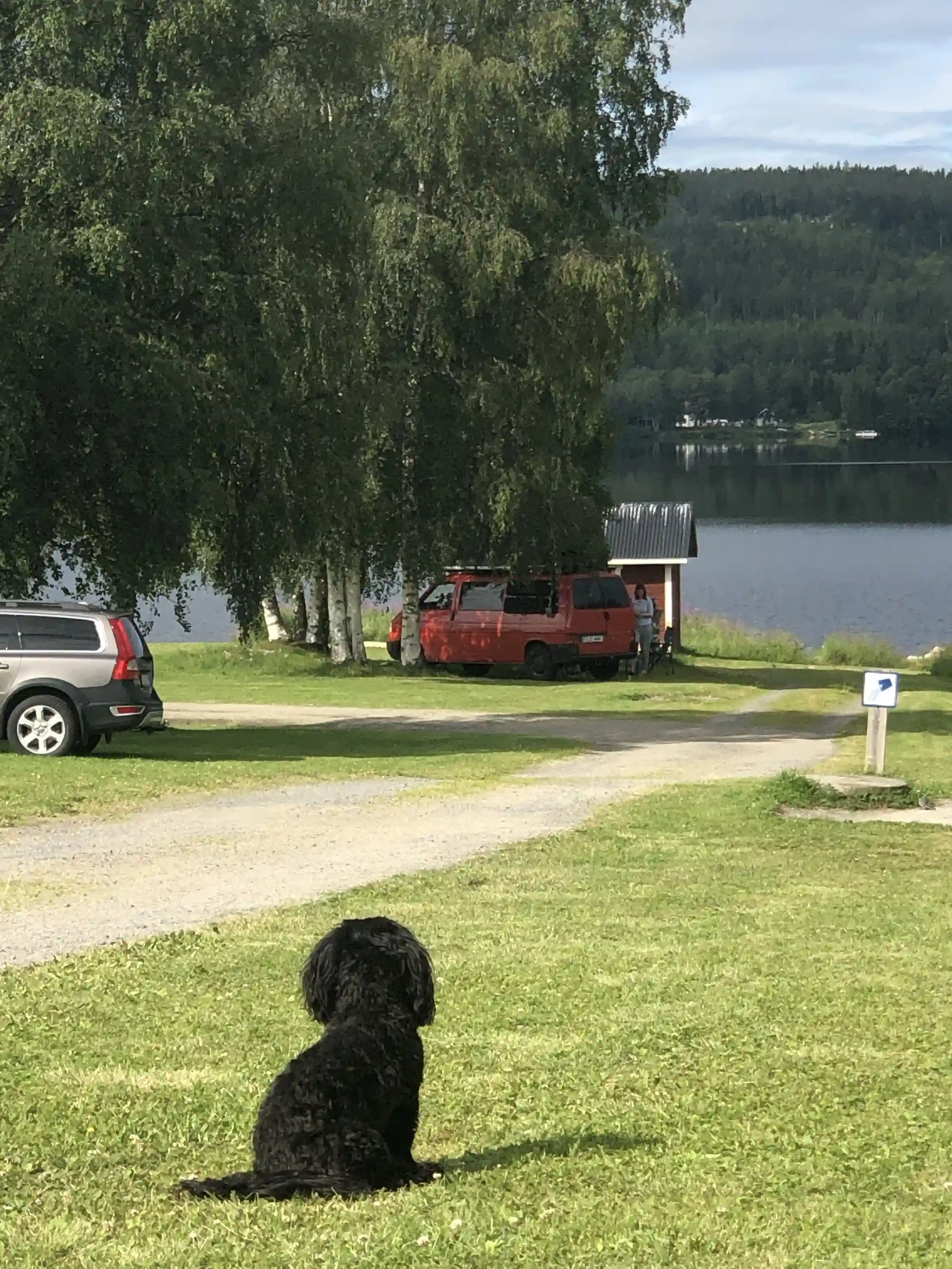 En hund leker på en gräsmatta vid Rätans camping, omgiven av grönska och med en sjö i bakgrunden.