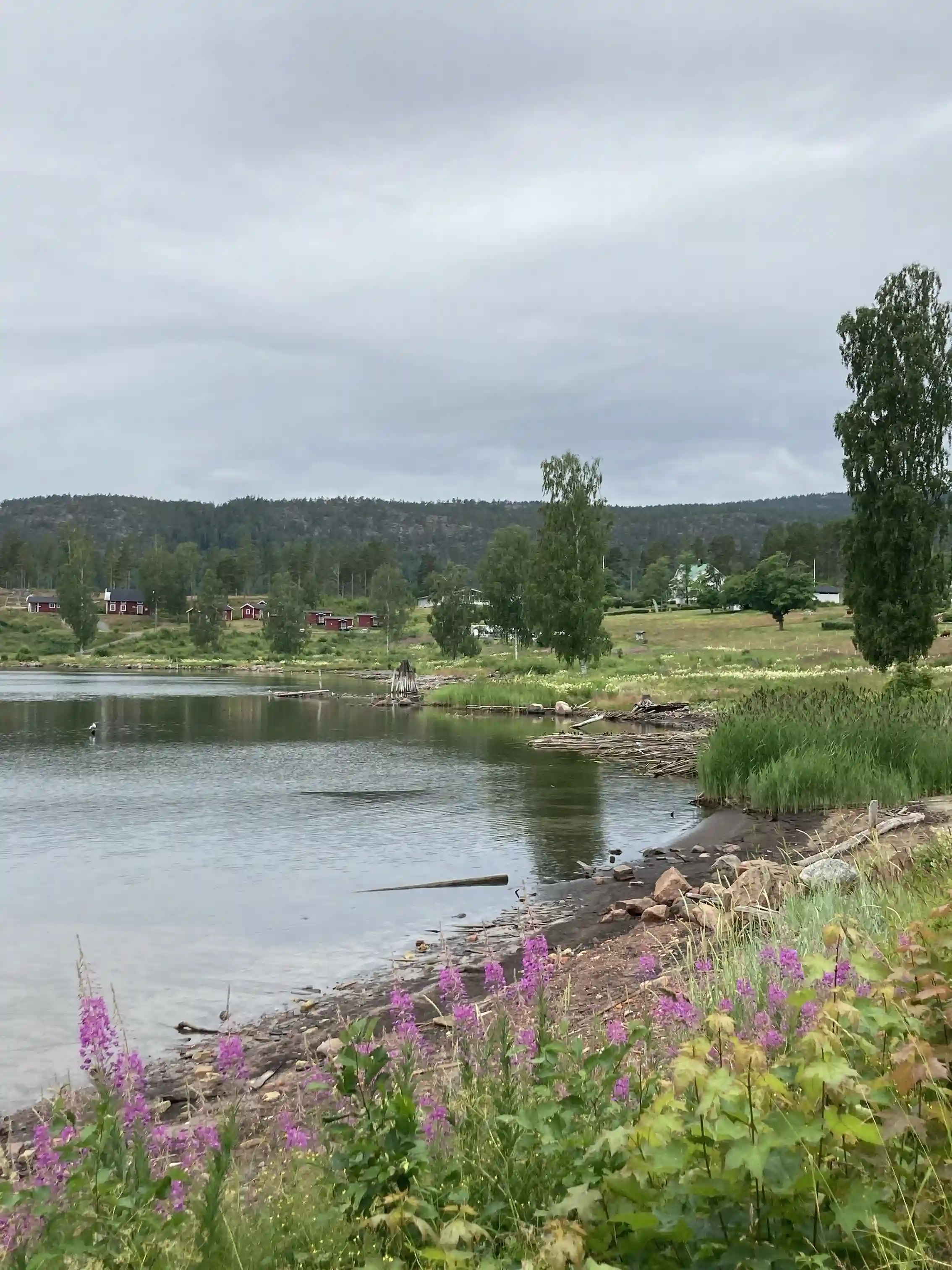 En vacker sommarvy över Måvikens camping och naturområde med ett glittrande vattendrag omgiven av grönskande gräs och växtlighet, med molnprydd himmel i bakgrunden.