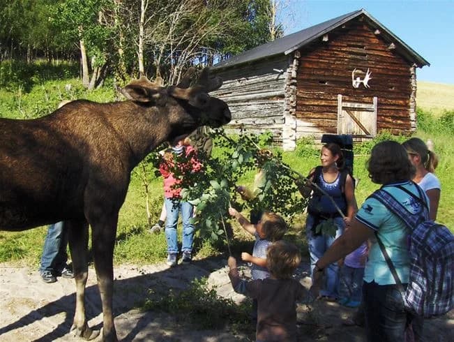 Ett barn leker vid en inhägnad på Ristafallets camping, medan en älg, ett tamdjur, syns i bakgrunden. Sommardag med fokus på rekreation och familjesemester.