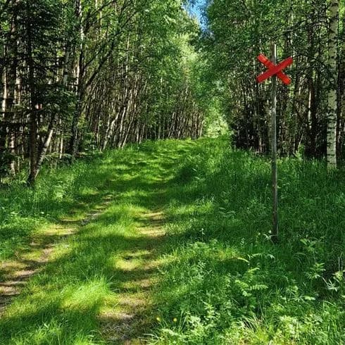 En grönskande stig omgiven av lummig vegetation och buskar på Hede Camping, med tät skog i bakgrunden.