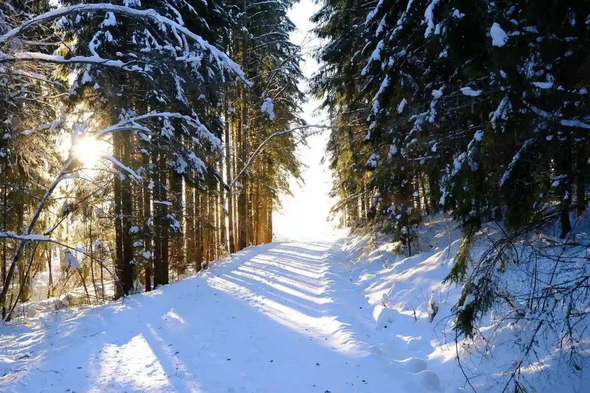 En vintrig skogsmiljö med snötäckta granar och trädstammar i starkt solljus.