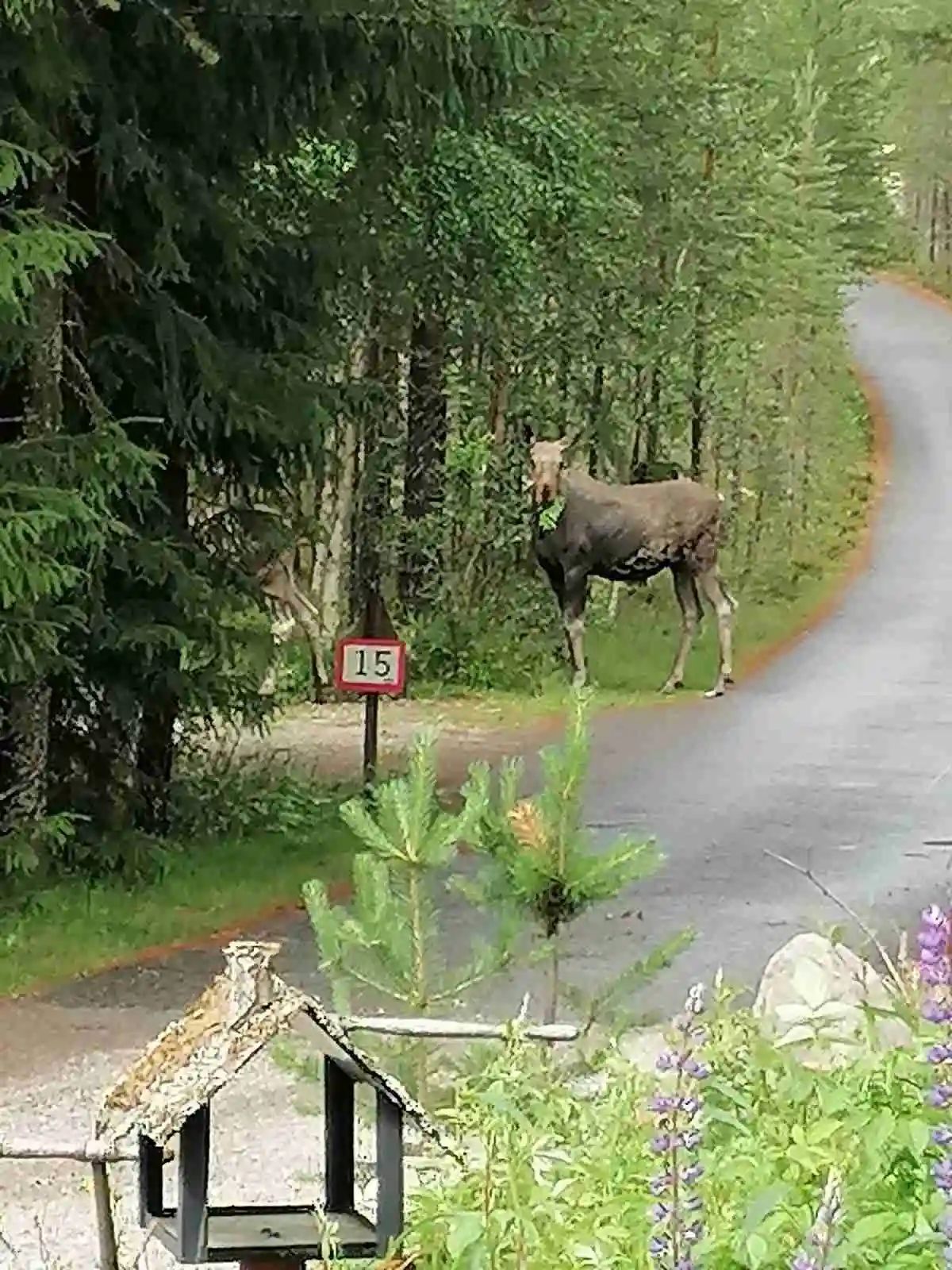 Bild på en hjort i en tät skogsmiljö vid Sörälvens Fiske Camping & Stugby. Skogen består av gamla barrträd och skapar en vild och naturskön atmosfär.