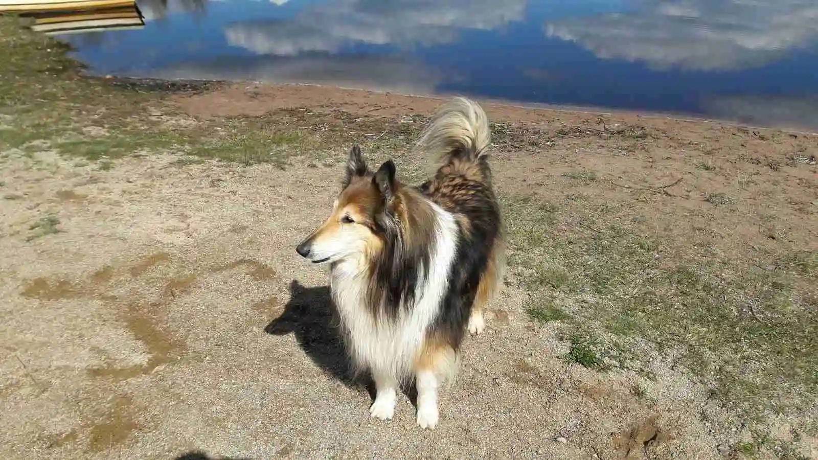 En colliehund står på gräs vid Emmaboda camping, omgiven av grönska.