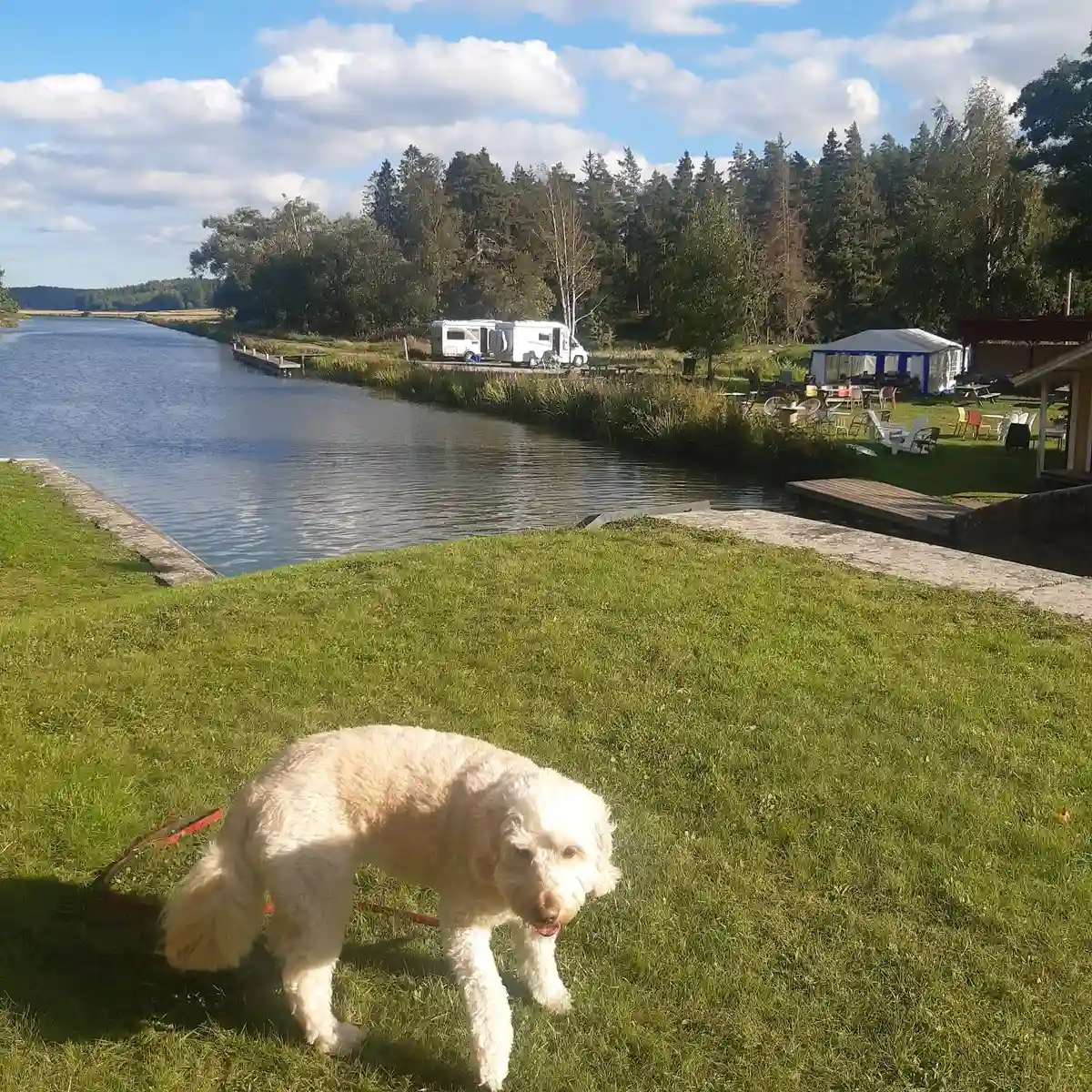 En hund vid en flodbank med vattendrag i bakgrunden, omgiven av naturlig växtlighet.