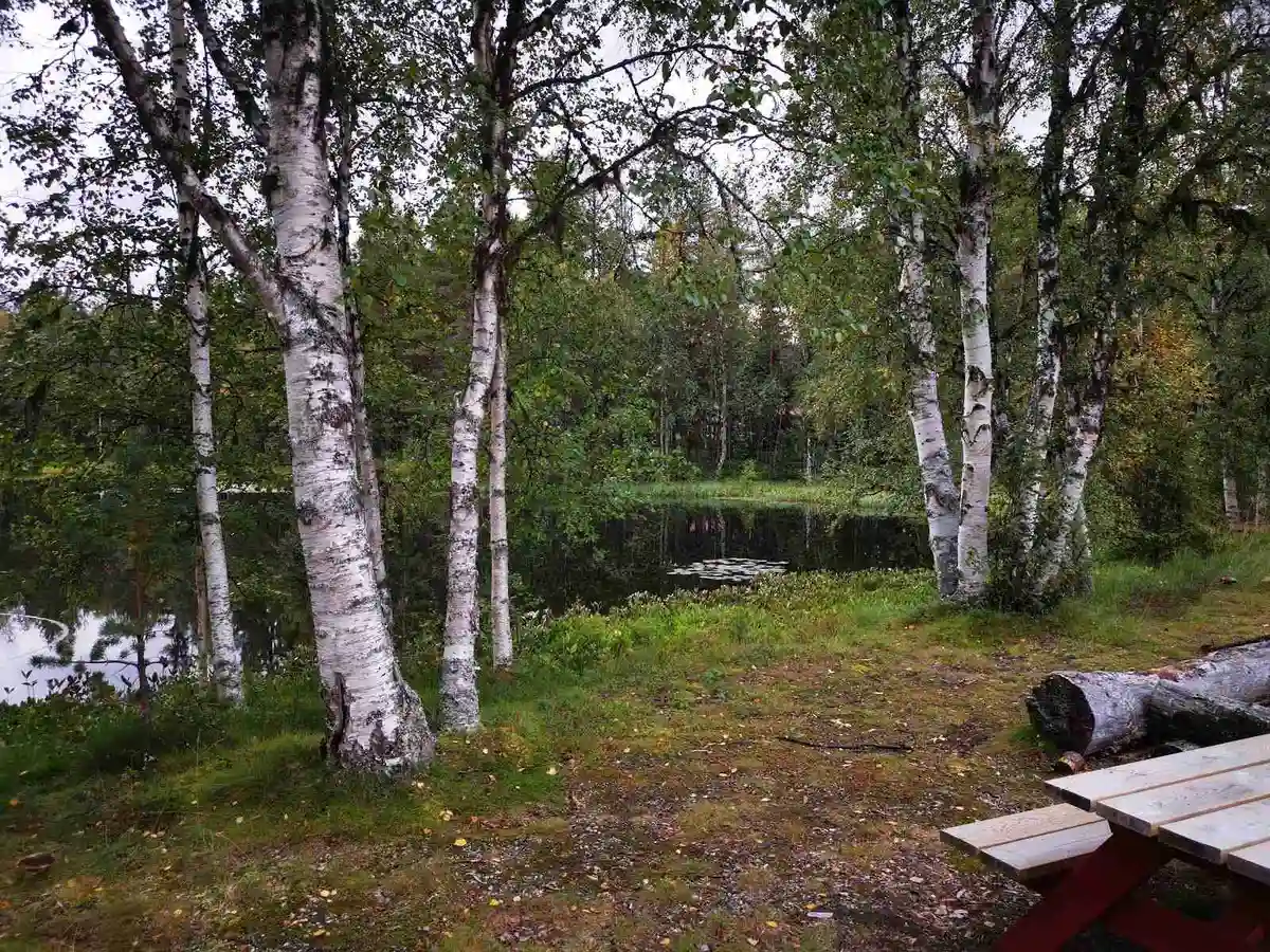 En skogsmiljö vid Vemdalens camping med trädstammar och grenar omgivna av tät vegetation.