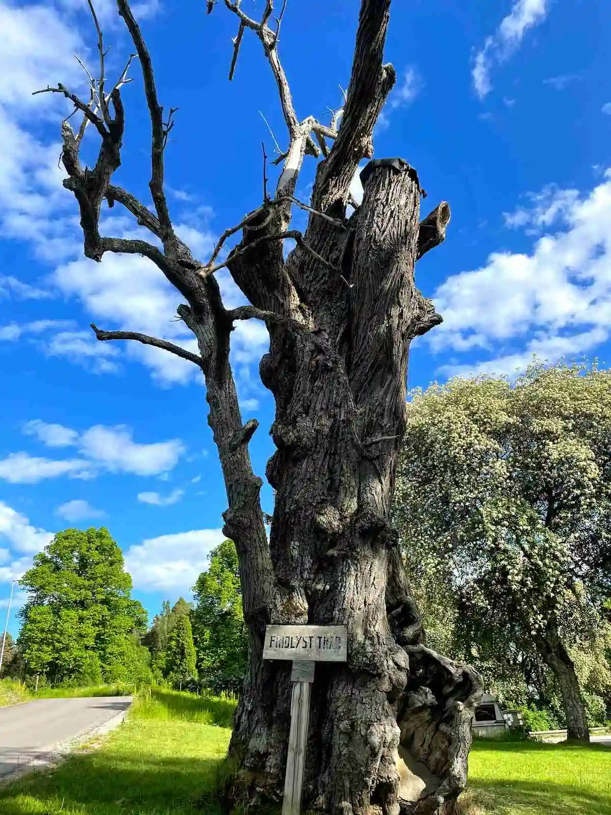 En tät skog vid Gävle Camping Engesberg. Höga, smala trädstammar med grenar och lövverk som filtrerar solljuset. En lugn och naturskön miljö som omger campingen.