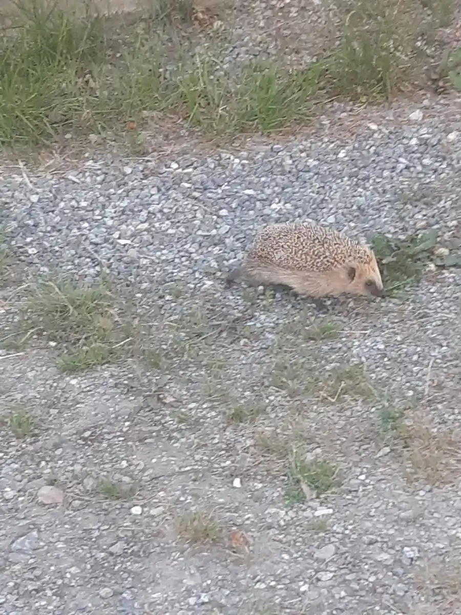 En igelkott promenerar i gräset vid Norrmjöle camping, ett vilt djur i sin naturliga miljö.