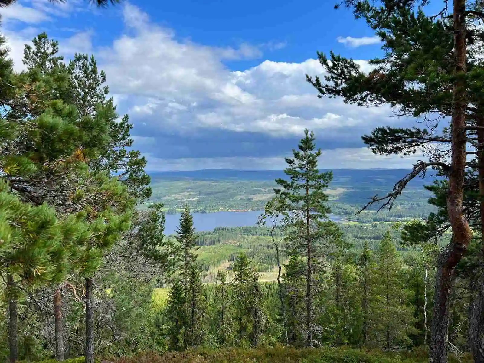 En grönskande campingplats omgiven av tät skog och frodiga barrträd.