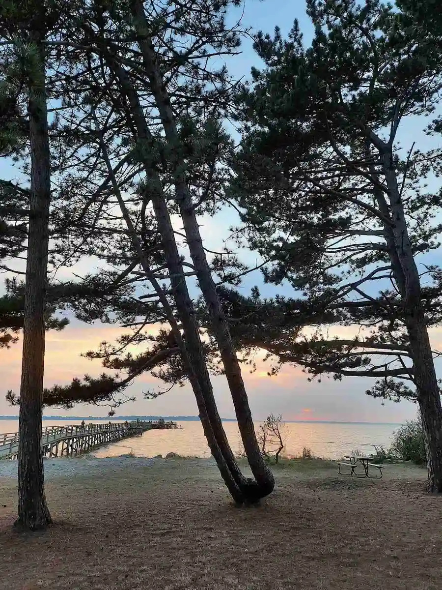En solig kustvy med strand och hav i bakgrunden, omgiven av träd och grenar vid Mötesplats Borstahusen.