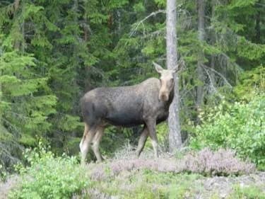 Bild av en älg i en tät skogsmiljö vid Storängens Camping, omgiven av orörd vildmark och gamla barrträd, passande för naturälskare och friluftsentusiaster.