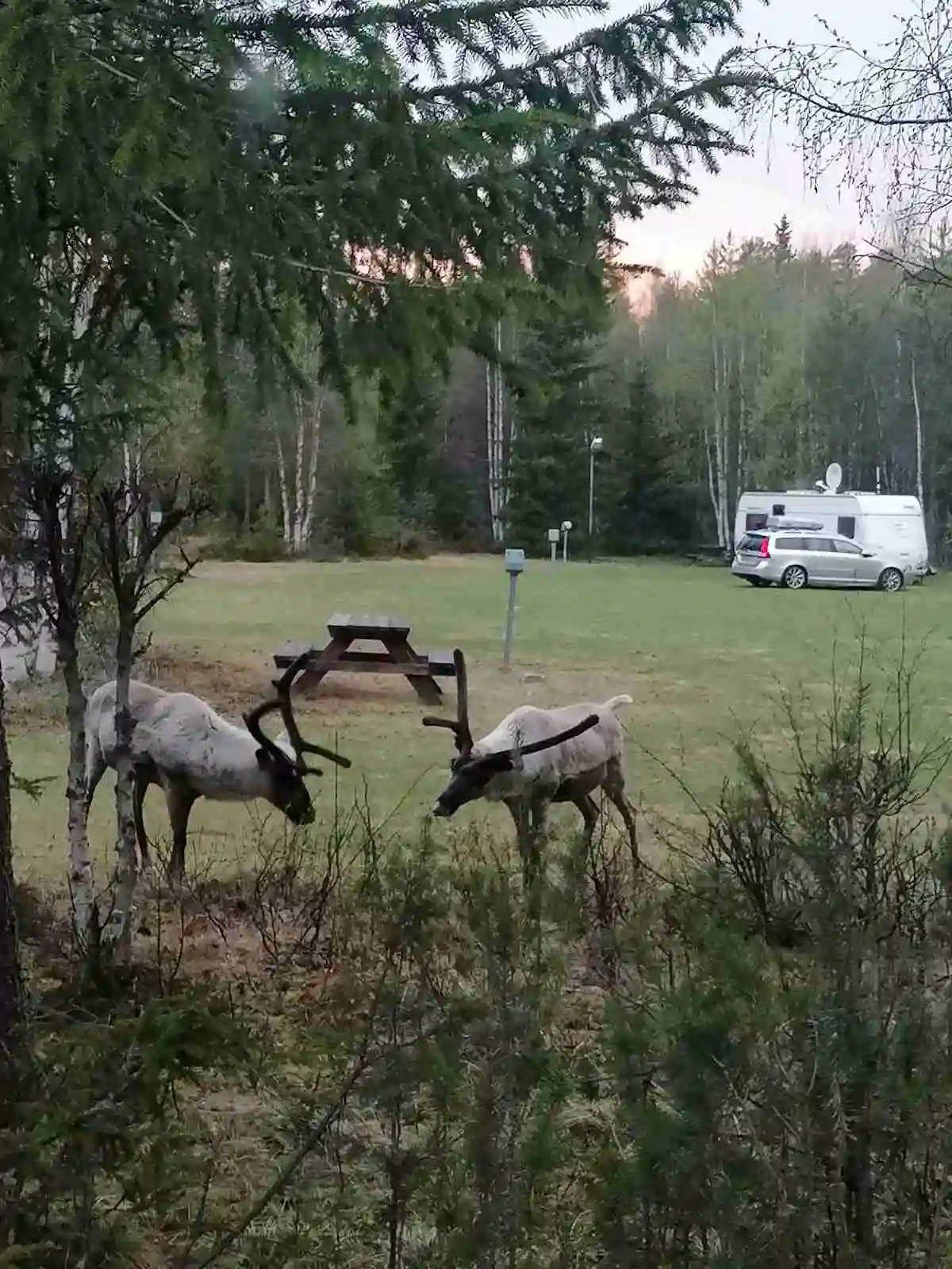 En skogsglänta med en hjort som står bland tallar, omgiven av grönskande växter i närheten av Sörälvens fiske camping & stugby.