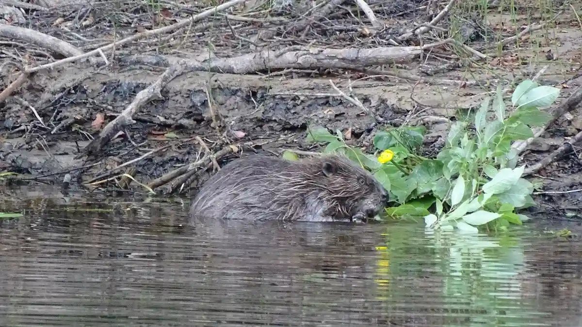 Bild av ett våtmarksområde vid Storängens camping, där en bäver eller liknande gnagare syns i sin naturliga miljö. Vattendraget är omgivet av tät vegetation och flodnära skog.