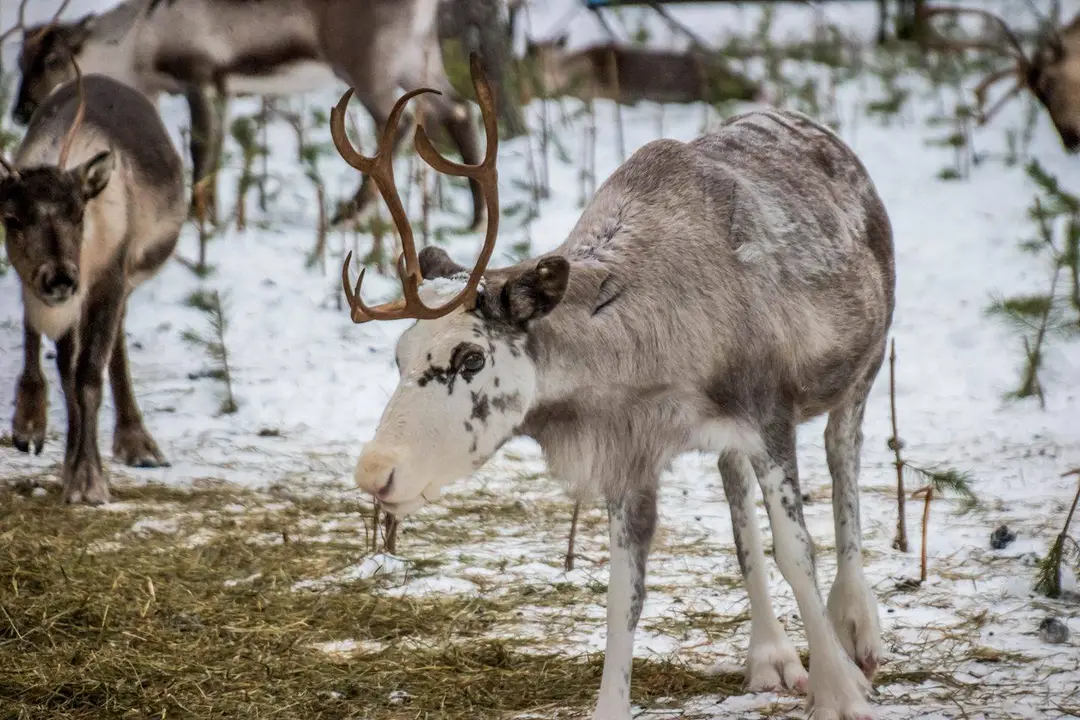 En ren med horn står i ett vinterlandskap vid Seskarö havsbad & camping, omgiven av snö och bar natur.