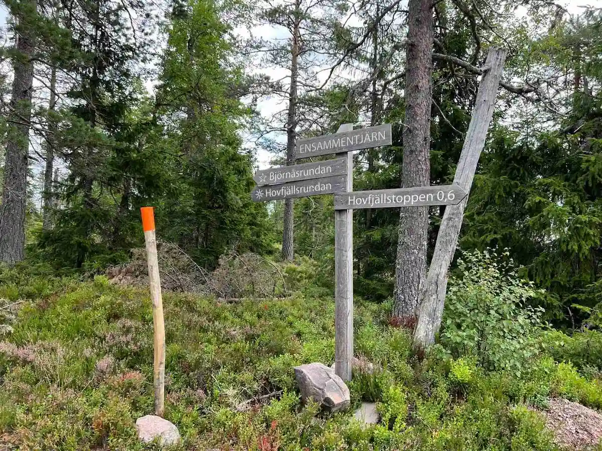 Bild av en camping i Fristad omgiven av frodig grönska med träd och buskage. En stig slingrar sig genom skogsmiljön, kännetecknad av en vild och naturlig atmosfär.
