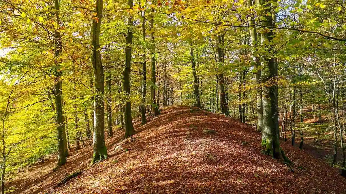 Bild av Grottbyns camping: En frodig skogsmiljö med gröna löv och grenar i förgrunden. Det naturliga landskapet inkluderar tät vegetation med inslag av gula toner, vilket skapar en inbjudande och naturnära atmosfär.