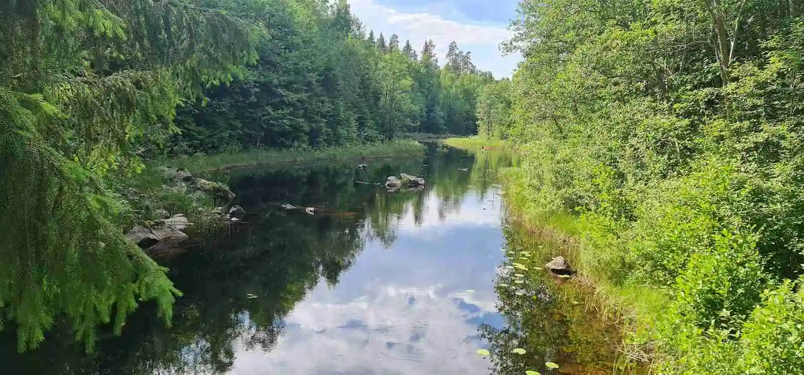 Vy över Sörälgens Camping med en sjö i förgrunden omgiven av frodig grönska och träd, skapar en fridfull och naturnära miljö.