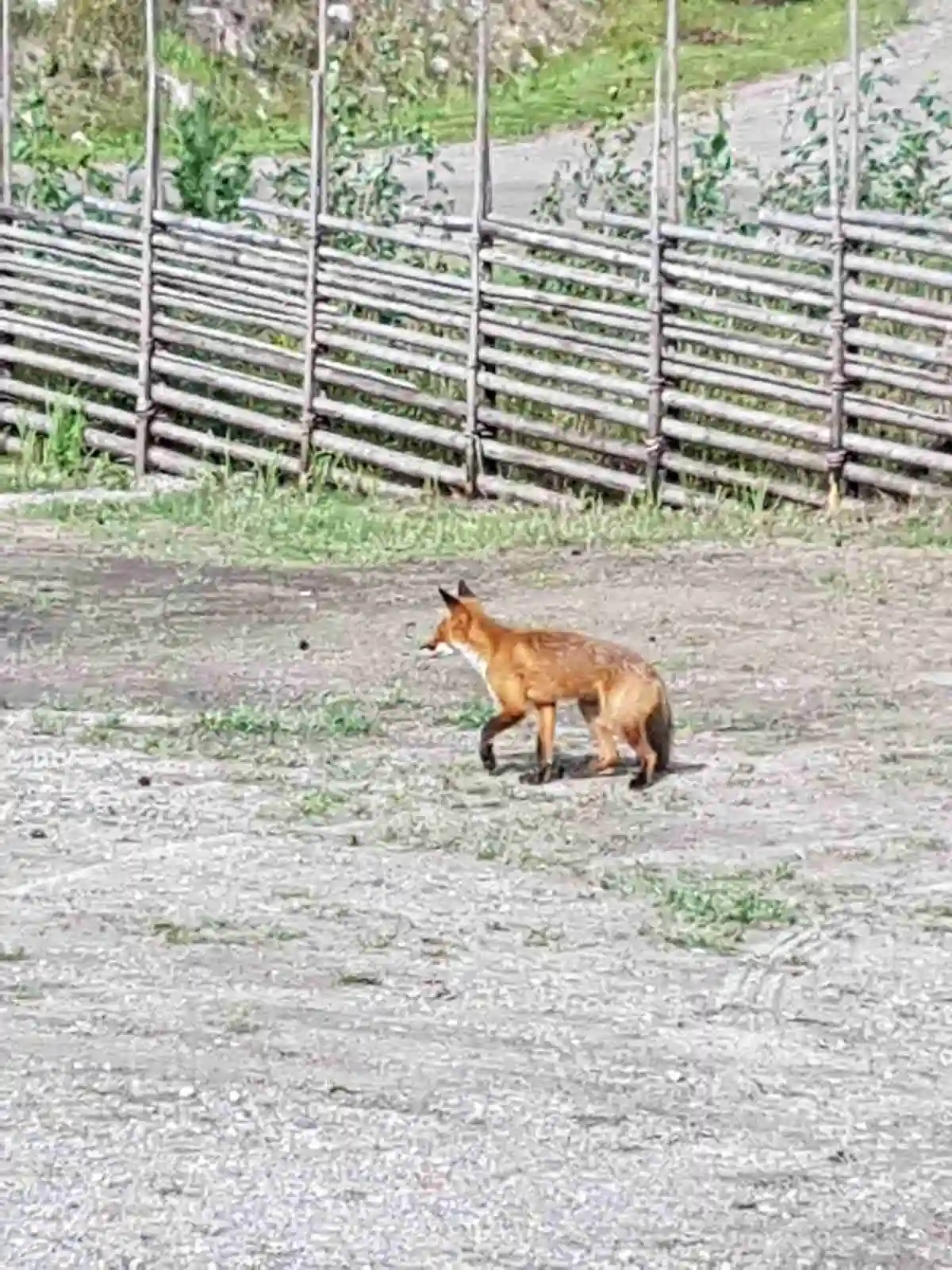 En rödräv står bakom ett trådstängsel vid Norra Dellen familjecamping, omgiven av grönska.