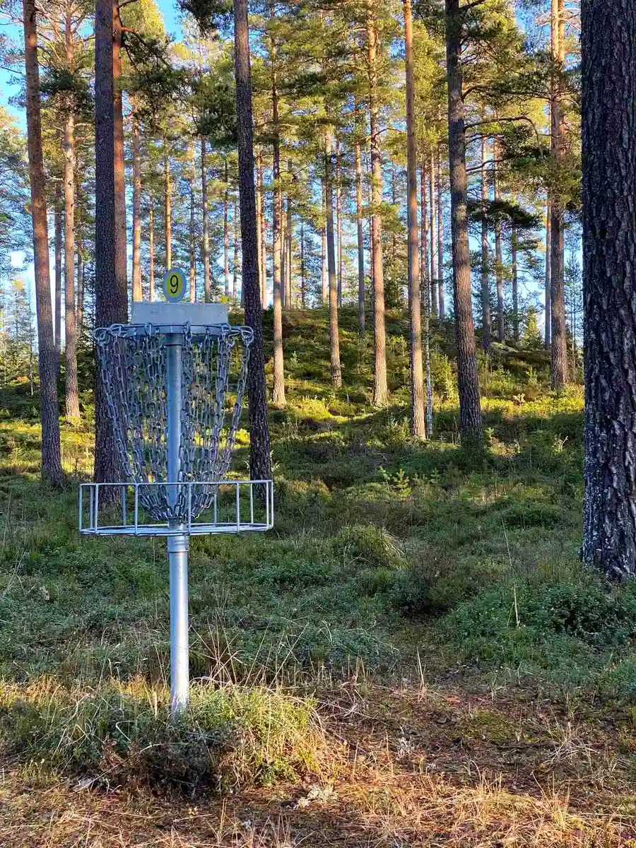 En grönskande skog med täta träd och blandad löv- och barrvegetation vid Treens natur & fiskecamp, en naturskön plats perfekt för friluftsliv och rekreation.