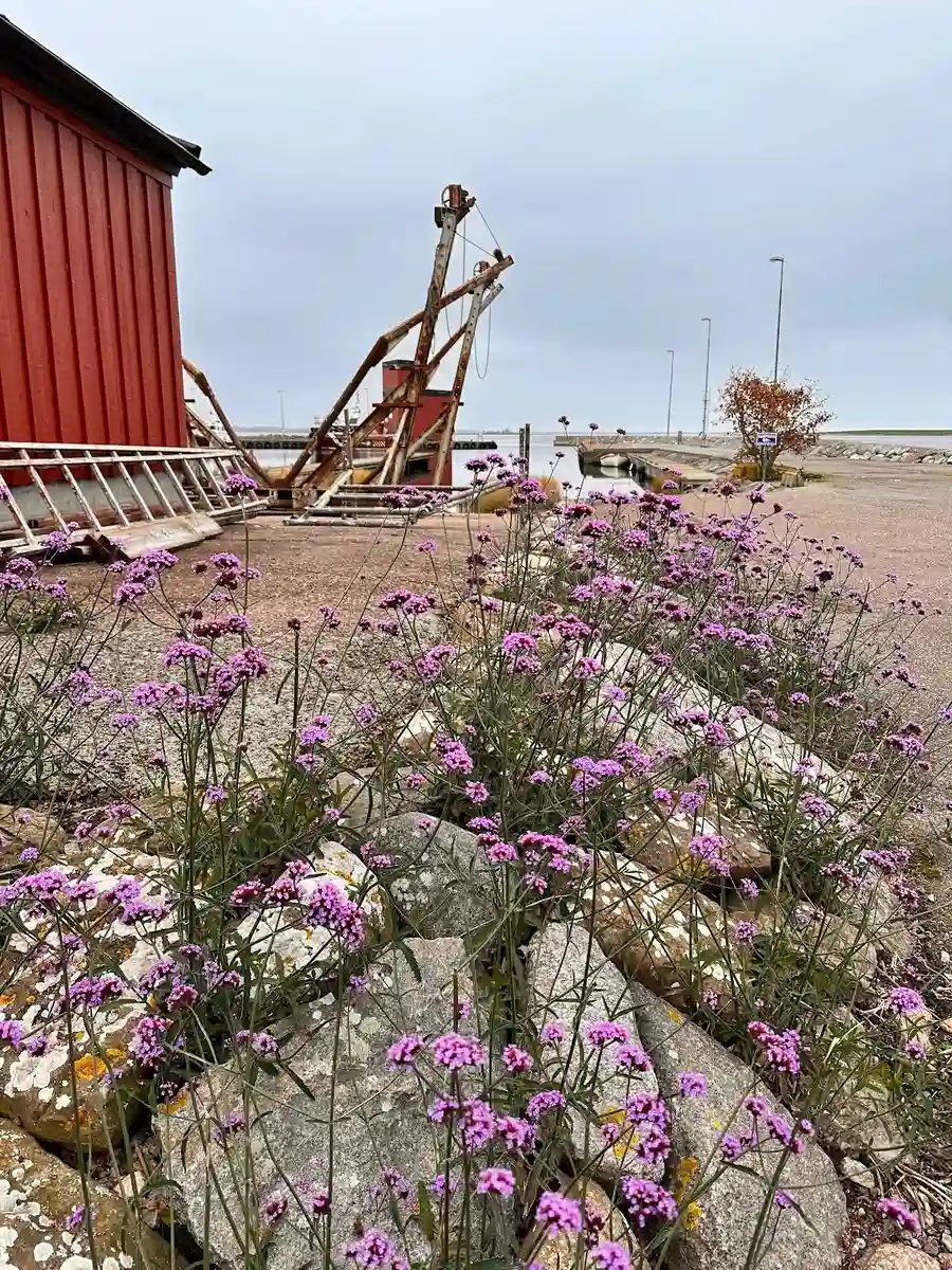 Bilden visar en vacker trädgård med blommande växter, däribland rosa och lila blommor. I bakgrunden syns stugor, vilket indikerar att detta är Gröndals camping & stugor. Området ger en inbjudande och naturskön känsla.