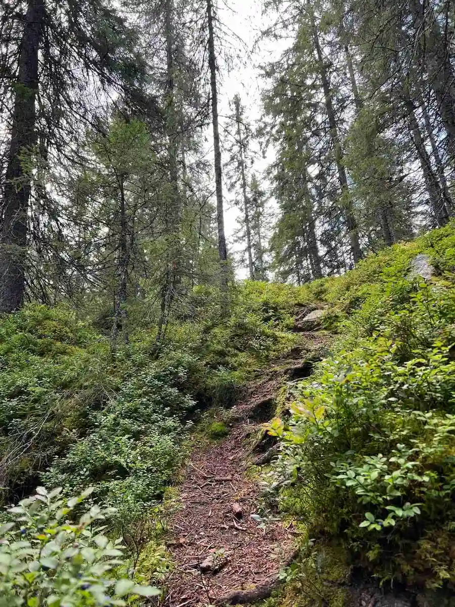 En skogsstig omgiven av frodig växtlighet och granar i en vildmarksmiljö vid Camping Fristad.