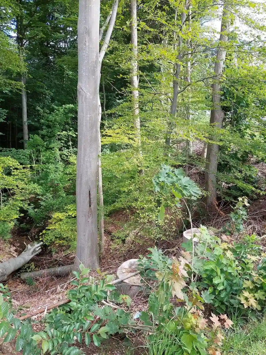 En lummig skog med täta träd och frodig grönska vid Elfdalens camping.