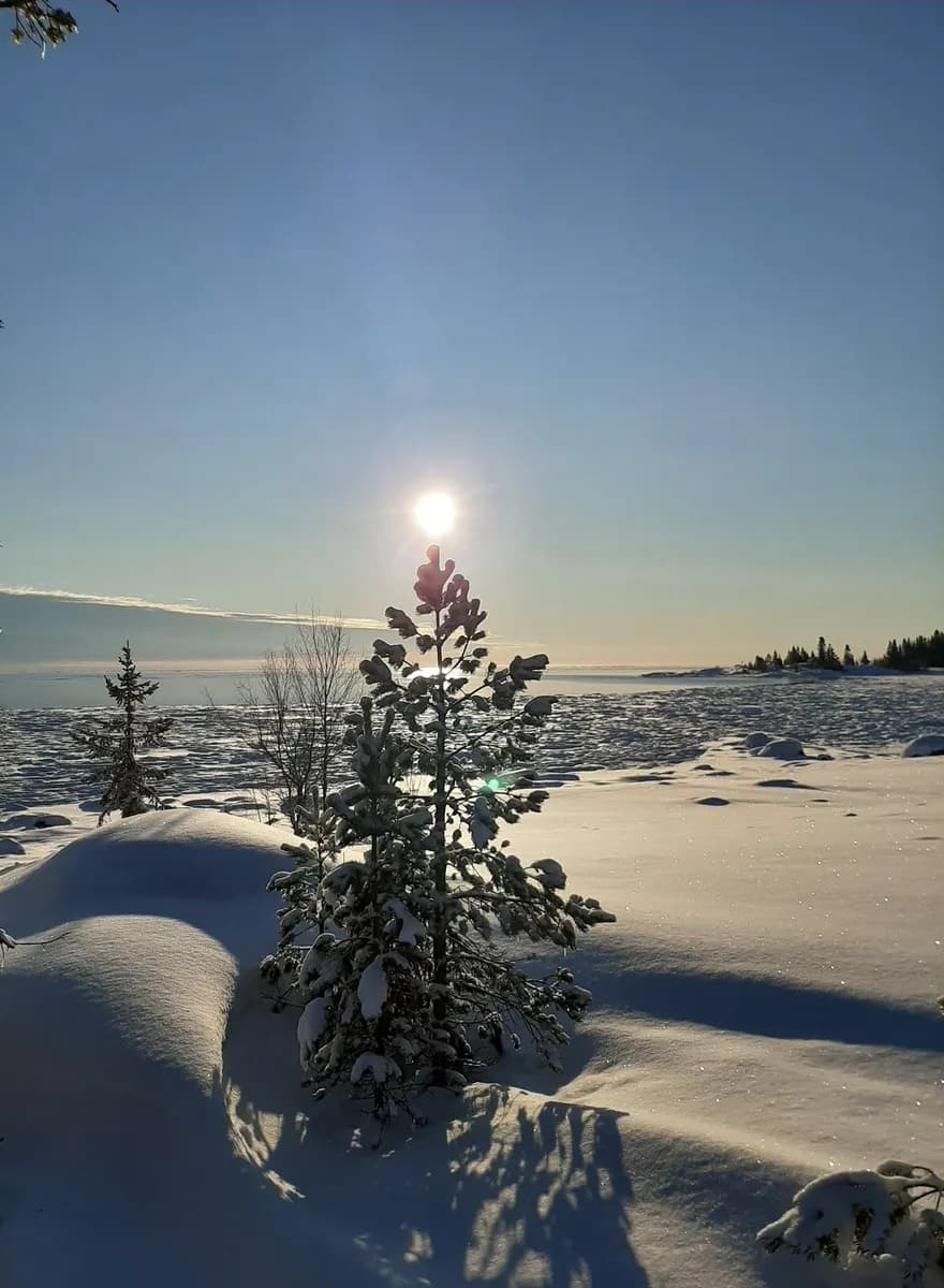En klar vinterhimmel över ett snötäckt landskap med sparsamma trädgrenar som fångar solens strålar, på Storsands camping.