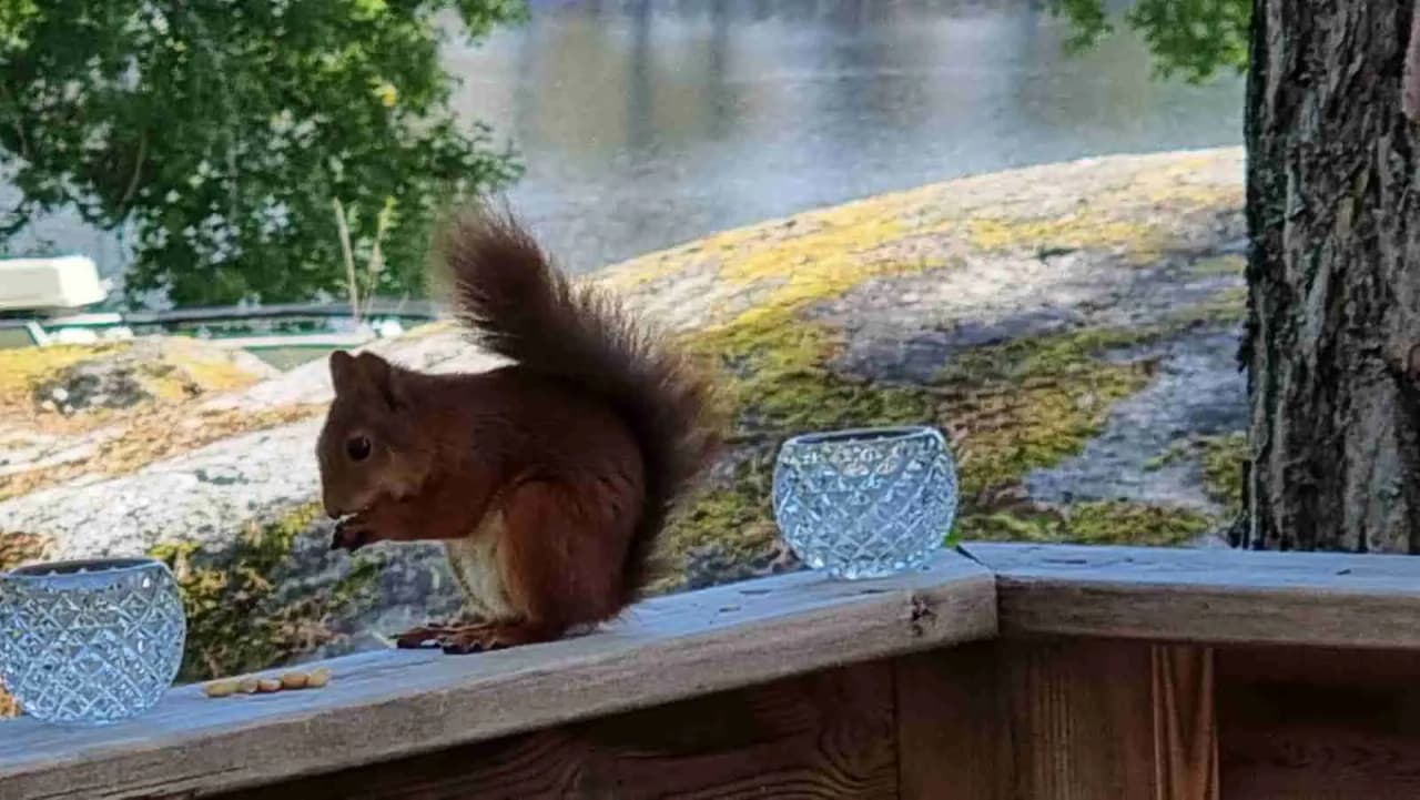 En ekorre sitter på marken med en buskig svans höjd bakom sig. Den omgivande miljön är grönskande och naturlig, vilket indikerar att bilden är tagen utomhus, troligtvis vid elovsbyn camping & canoe.