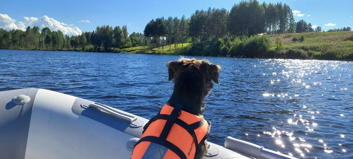 En hund sitter vid vattnet, med flera båtar i bakgrunden vid en sjö på Vindelforsarnas campingområde.