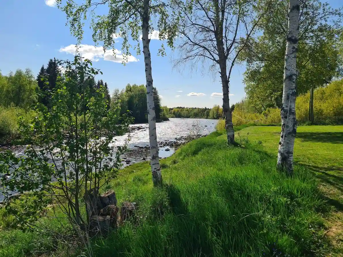 En naturskön campingplats vid Lillhärdal med frodiga träd och växtlighet, en liten bäck flyter genom området under en molnig himmel, vilket skapar en avkopplande atmosfär i vildmarken.
