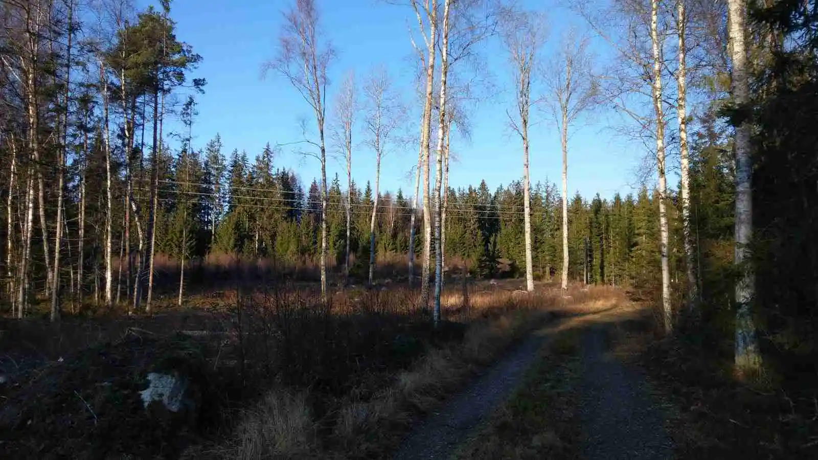 Bild av Emmaboda Camping med en tät skogsmiljö. Träden är höga och täckta med frodiga gröna löv, vilket skapar en lugn och avskild känsla i naturen. Skogsmiljön består av olika trädslag, inklusive gran- och lövskog.