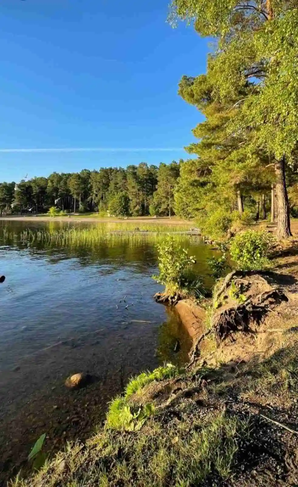 En naturskön vy vid Bredsands bad & camping med frodig grönska, träd och en lugn vattenyta som speglar den omgivande naturen.