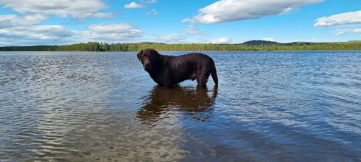 En hund av rasen retriever står vid vattenbrynet vid en sjö på Kojbyns camping, omgiven av naturskön miljö.