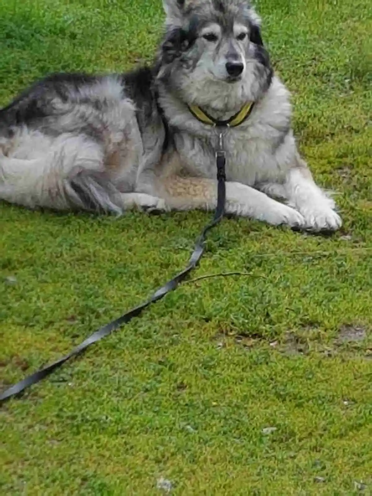 Bild på en svart och grå hund med tjock päls och spetsig nos, placerad på Höljes camping.