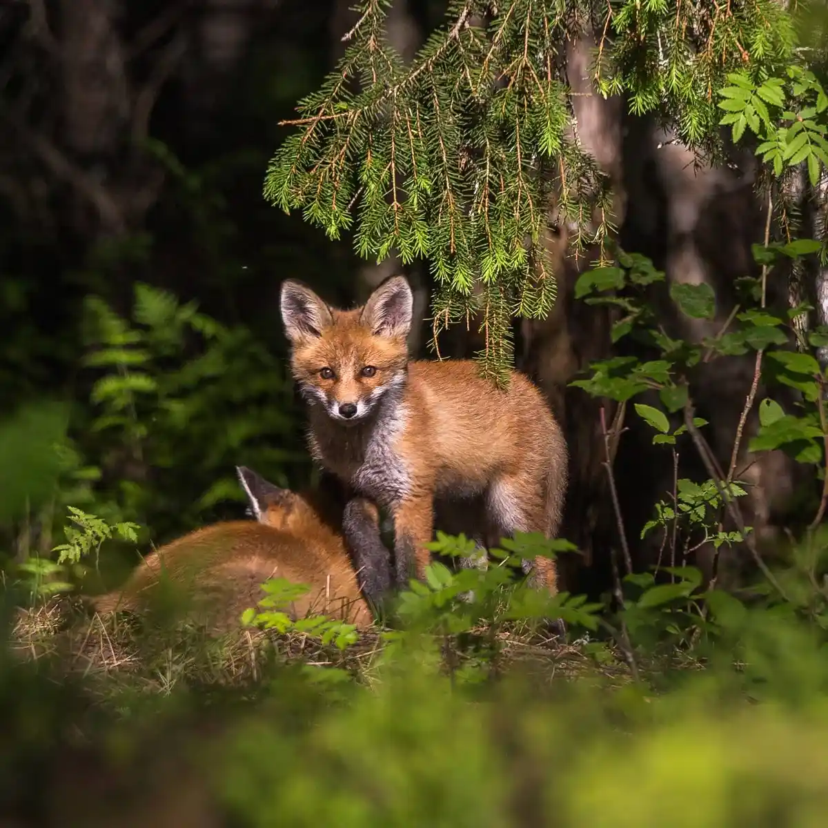 En räv står på stranden vid Seskarö havsbad & camping, omgiven av sand och gräs, med skogen i bakgrunden. Solen lyser över landskapet och ger en känsla av rofylld vildmark.