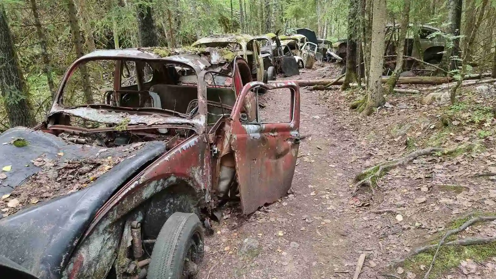 En grönskande skogsmiljö vid Lövåsbyn Camping & Canoe, med tät vegetation och trädsiluetter som skapar en naturskön bakgrund. En antydan av rost från en gammal bil eller föremål ger platsen en äventyrlig och gammaldags känsla.